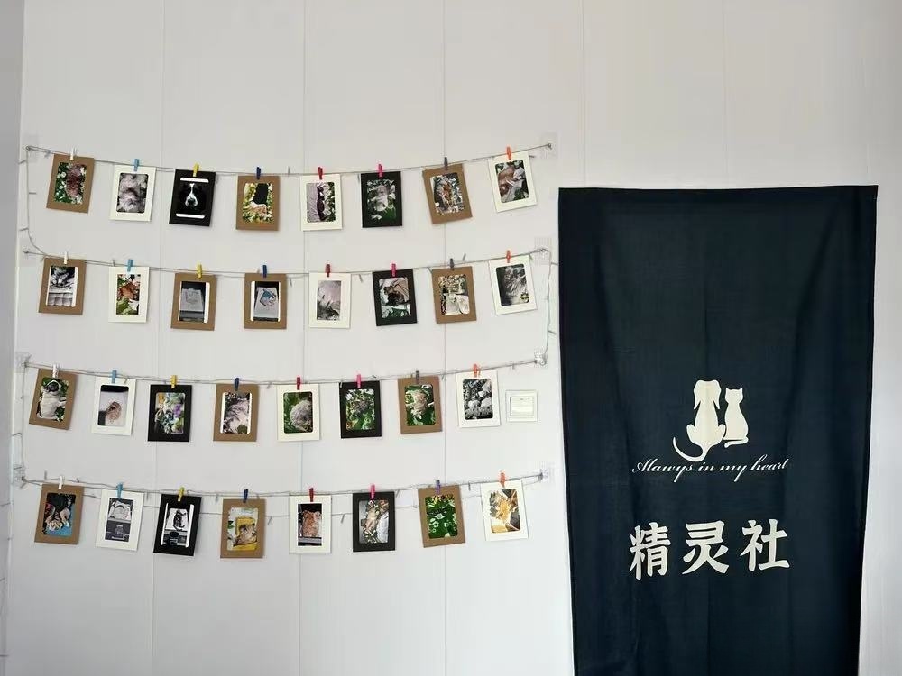 宁洱精灵社宠物善终